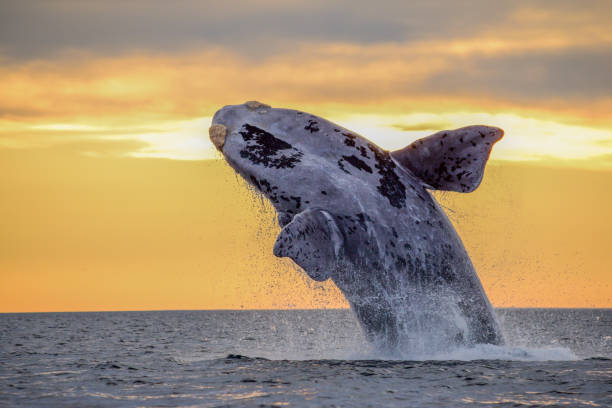 Southern Right Whale jumping oit the water in Península Valdés Patagonia Argentina